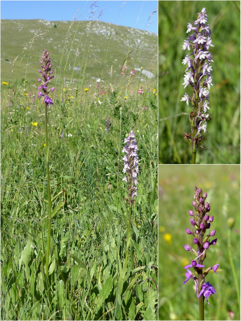 Gymnadenia conopsea var.aestivalis - Parco nazionale Gran Sasso e Laga  luglio 2020_2024.